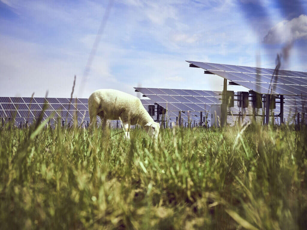 Fotografie eines Schafs, das neben Photovoltaik Freiflächenanlagen grast