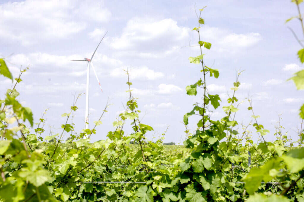 Fotografie einer Windkraftanlage für Windenergie und Artenschutz